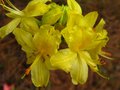 vignette Rhododendron Luteum trs parfum au 26 04 12