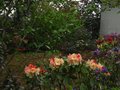 vignette Rhododendrons en compagnie nord du jardin au 26 04 12