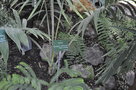 vignette Kentiopsis oliviformis