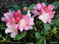 vignette Rhododendron yakushimanum ' Dreamland '