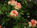 vignette Rhododendron Invitation au 27 04 12