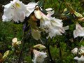vignette Rhododendron Fragantissimum bien parfum au 27 04 12