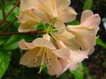vignette Rhododendron Alison Johnstone au 27 04 12