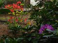 vignette Rhododendrons en sous bois au 27 04 12