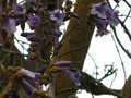 vignette Paulownia imperialis gros plan au 27 04 12