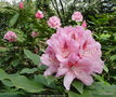 vignette Rhododendron X 