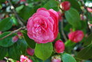 vignette Camellia japonica 'Guthriana'   (GB 1845)