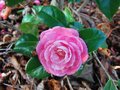 vignette Camellia japonica 'Gordonii'   (GB 1867)