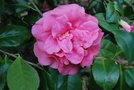 vignette Camellia japonica 'Marie Mackall'   (Californie USA 1981)