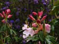 vignette Rhododendron Loderi King Georges qui ouvre ses normes fleurs parfumes au 28 04 12