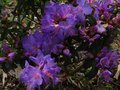 vignette Rhododendron Augustinii Lassoni trs fleuri au 25 04 12
