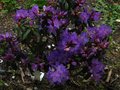 vignette Rhododendron Augustinii Lassonii au 26 04 12