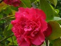 vignette Camellia williamsii Debbie toujours l au 26 04 12