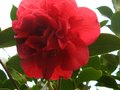 vignette Camellia japonica Kramer suprme qui en termine au 27 04 12