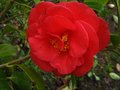 vignette Camellia japonica Dixie Knight dernires fleurs au 27 04 12