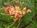 vignette Grevillea Semperflorens desert flame au 27 04 12