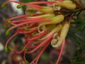 vignette Grevillea Semperflorens desert flame gros plan au 27 04 12