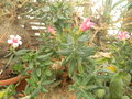 vignette Pachypodium  bispinosum (fleurs)