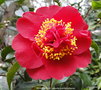 vignette Camlia ' RENDEZVOUS ' camellia hybride williamsii