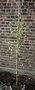 vignette Amelanchier alnifolia 'Obelisk'