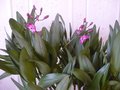 vignette Dendrobium berry oda - refloraison