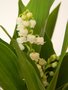 vignette Convallaria majalis