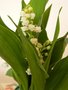 vignette Convallaria majalis