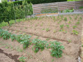 vignette culture de pommes de terre et ravageurs : nmatode, scutigerelle et blaniule : dbut juin
