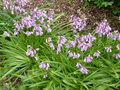vignette Hyacinthoides hispanica 'Rosea'