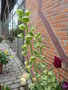 vignette Fritillaria persica 'Ivory Bell's'
