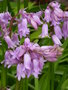 vignette Hyacinthoides hispanica 'Rosea'
