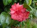 vignette Camellia japonica japonica ssp. rusticana 'Seko-no-yuki'