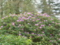vignette Rhododendron  identifier