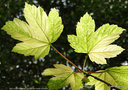 vignette Acer pseudoplatanus, rable sycomore panach