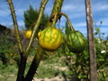 vignette Solanum jatrophaefolium