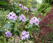 vignette Rhododendron X ' Blue Peter '