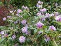 vignette Rhododendron X ' Blue Peter '