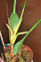 vignette Maxillaria tenuifolia : petite division qui fleurit