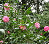 vignette Camlia ' GWAVAS  ' camellia hybride williamsii