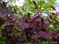 vignette Cotinus coggygria 'Royal purple' (Arbre  perruques)