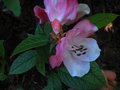 vignette Rhododendron Edgeworthii bien color et parfum au 02 05 12