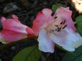 vignette Rhododendron Edgeworthii gros plan au 02 05 12
