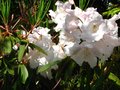 vignette Rhododendron Loderi King Georges aux normes fleurs de 25 cm agrablement parfumes au 02 05 12