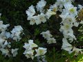 vignette Rhododendron Fragantissimum trs agrablement parfum au 02 05 12