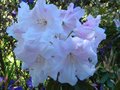 vignette Rhododendron Loderi King Georges aux normes fleurs magnifiquement parfumes au 01 05 12