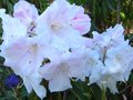 vignette Rhododendron Loderi King Georges magnifique au 01 05 12