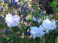 vignette Rhododendrons en compagnie au 01 05 12