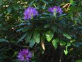 vignette Rhododendron Ponticum au 01 05 12