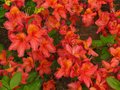 vignette Rhododendron Hebien trs color au 01 05 12