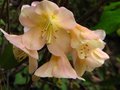 vignette Rhododendron Alison Johnstone aux fleurs magnifiques au 01 05 12